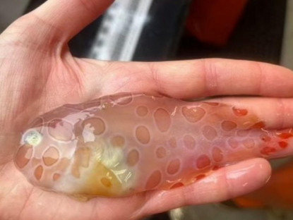 Thông tin doanh nghiệp - 3 loại cá đang ‘làm mưa làm gió’ vì công dụng bổ xương khớp cực bất ngờ!