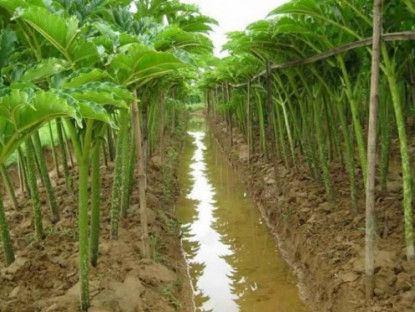 Kinh tế - Cây dại cả củ và thân đều là đặc sản, trước không ai biết đến nay hoá "mỏ tiền", trồng 4 tháng thu hoạch