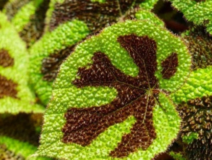 Thông tin doanh nghiệp - Loại lá quen thuộc đang được người bị đau xương khớp “truyền tai nhau” săn lùng