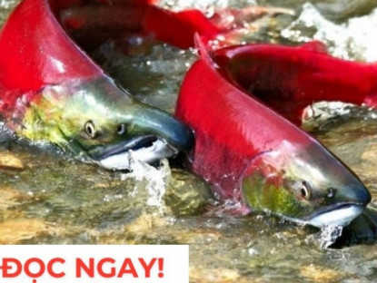 Thông tin doanh nghiệp - "Nhân sâm dưới nước" siêu đắt đỏ, nhiều người săn lùng vì công dụng dưỡng phổi hiệu quả