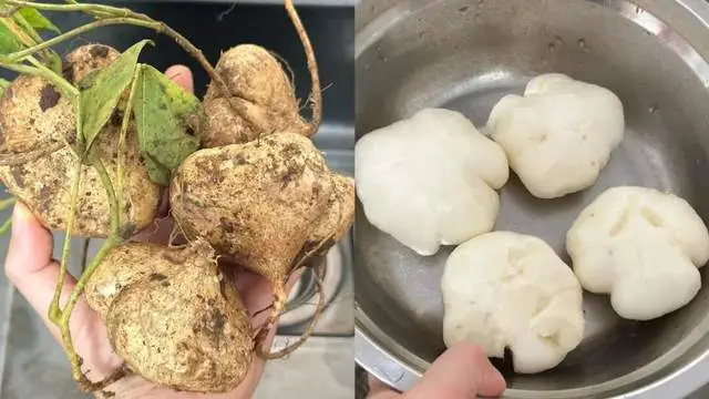 Củ này hàm lượng vitamin C còn cao hơn cả khoai tây, khoai lang! Rẻ - bổ - dễ nấu, chỉ vài phút là có ngay món xào ngon - 3