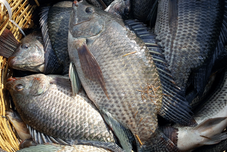 Loại cá dân dã của Việt Nam được ví như “cá hồi thịt trắng”, đạm gấp 7 lần sữa, làm thành món ngày cả nhà húp cạn nồi - 1