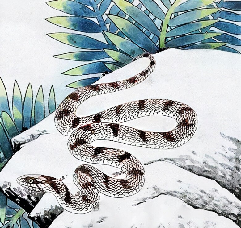 4 con giáp ứng xử cực khéo léo, vượng quý nhân, giỏi kiếm tiền, sống hạnh phúc - 2