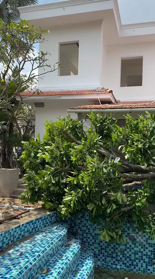 Cận cảnh gần chục người kéo cây cao 9m biểu tượng tài lộc về trồng tại biệt thự 2.000m2 của Đỗ Mạnh Cường - 2