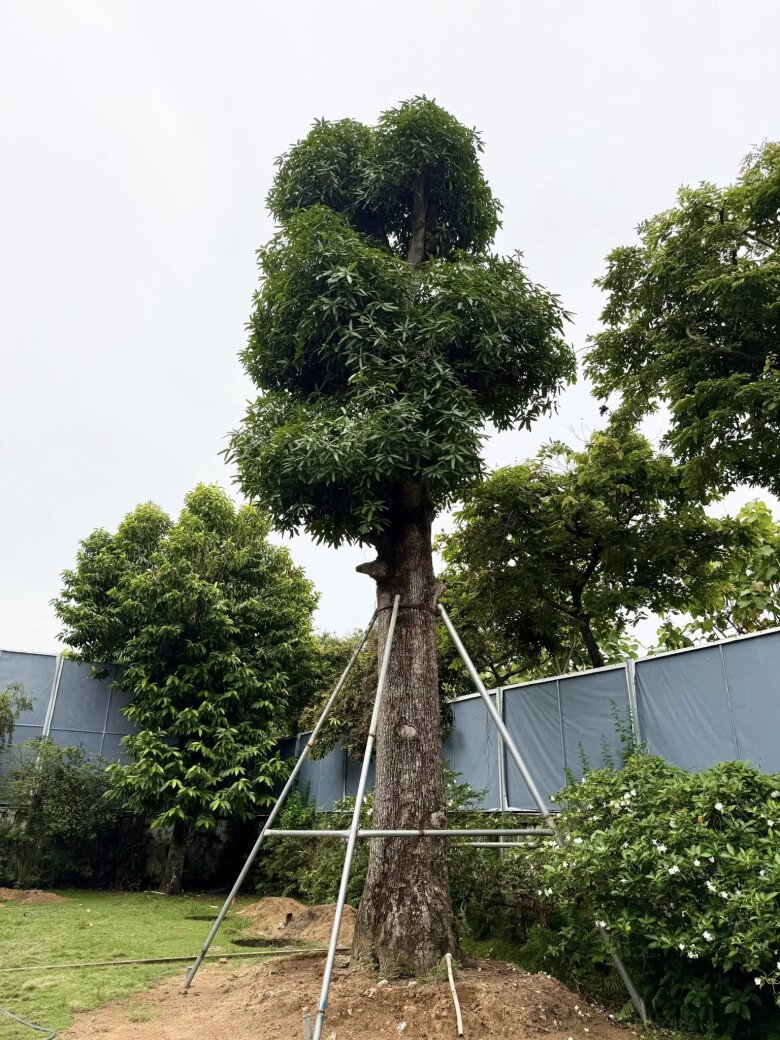 Cận cảnh gần chục người kéo cây cao 9m biểu tượng tài lộc về trồng tại biệt thự 2.000m2 của Đỗ Mạnh Cường - 18