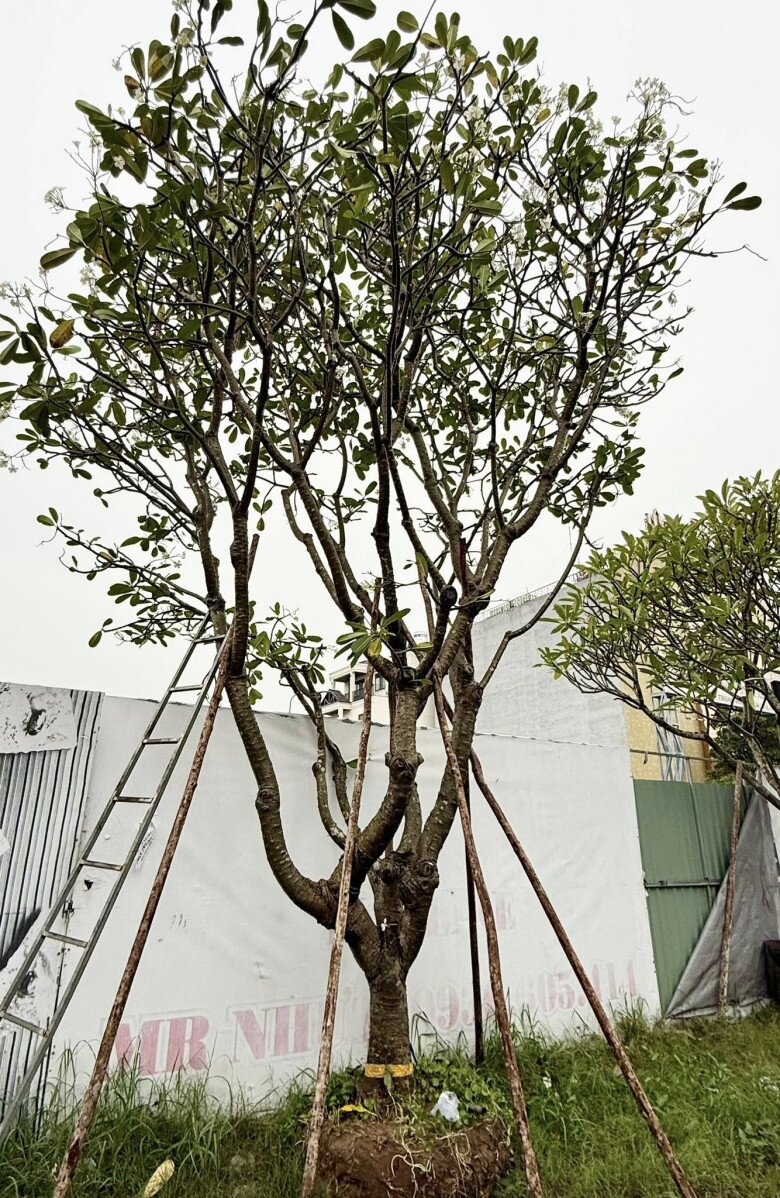 Cận cảnh gần chục người kéo cây cao 9m biểu tượng tài lộc về trồng tại biệt thự 2.000m2 của Đỗ Mạnh Cường - 19