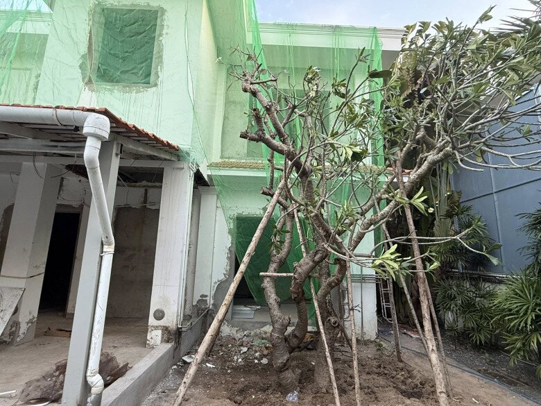 Cận cảnh gần chục người kéo cây cao 9m biểu tượng tài lộc về trồng tại biệt thự 2.000m2 của Đỗ Mạnh Cường - 14