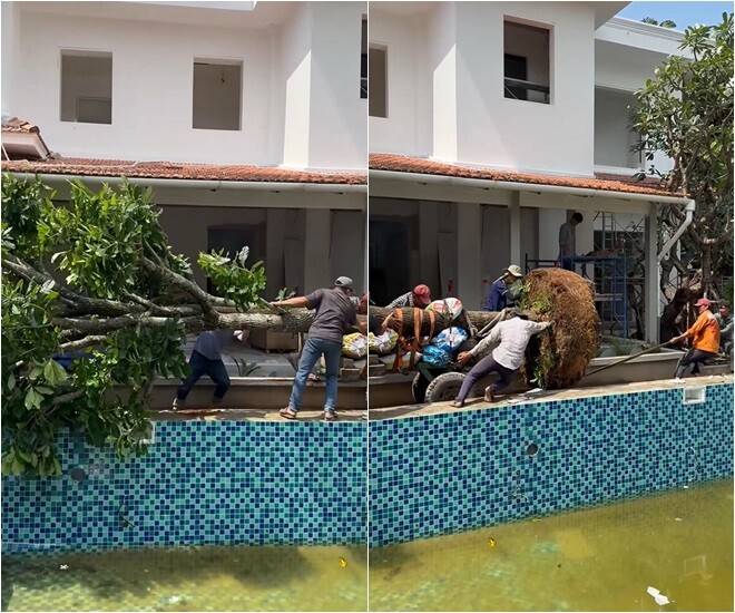 Cận cảnh gần chục người kéo cây cao 9m biểu tượng tài lộc về trồng tại biệt thự 2.000m2 của Đỗ Mạnh Cường - 1