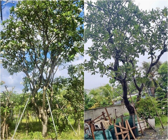 Cận cảnh gần chục người kéo cây cao 9m biểu tượng tài lộc về trồng tại biệt thự 2.000m2 của Đỗ Mạnh Cường - 6