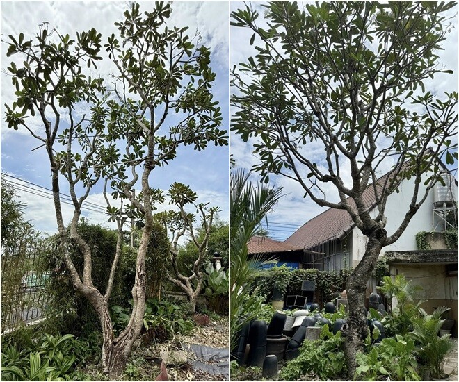 Cận cảnh gần chục người kéo cây cao 9m biểu tượng tài lộc về trồng tại biệt thự 2.000m2 của Đỗ Mạnh Cường - 7