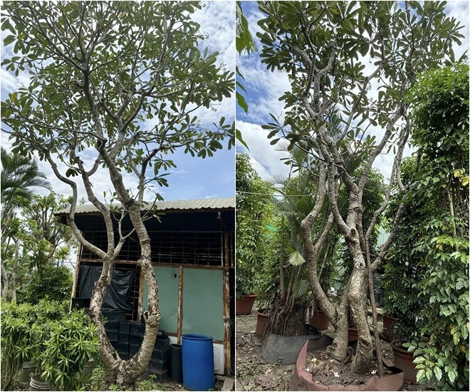 Cận cảnh gần chục người kéo cây cao 9m biểu tượng tài lộc về trồng tại biệt thự 2.000m2 của Đỗ Mạnh Cường - 8
