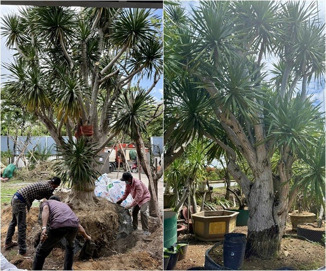 Cận cảnh gần chục người kéo cây cao 9m biểu tượng tài lộc về trồng tại biệt thự 2.000m2 của Đỗ Mạnh Cường - 12