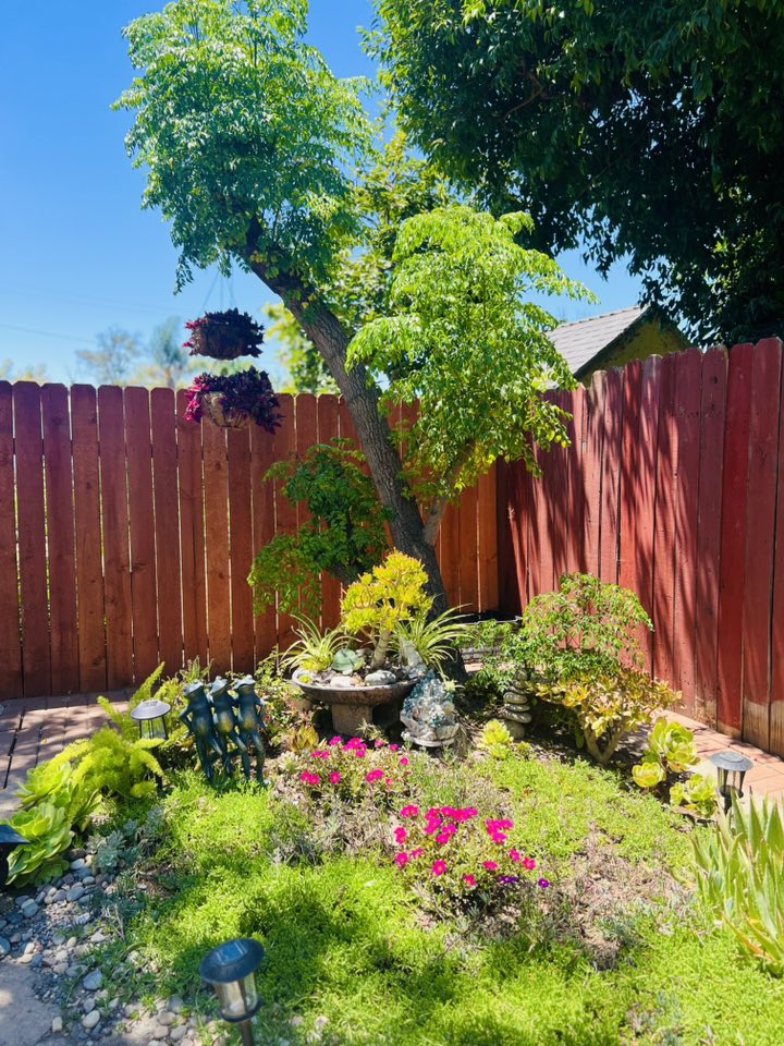 Vườn tuyệt đẹp trong biệt thự 30 tỷ của danh hài Thúy Nga: Ngập tràn sen đá, trái cây lúc lỉu trên đầu - 5