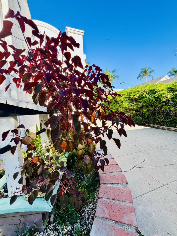 Vườn tuyệt đẹp trong biệt thự 30 tỷ của danh hài Thúy Nga: Ngập tràn sen đá, trái cây lúc lỉu trên đầu - 8