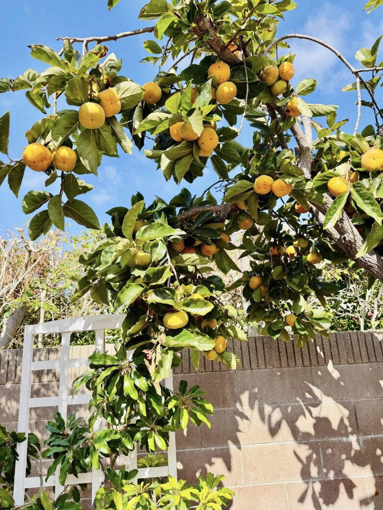 Vườn tuyệt đẹp trong biệt thự 30 tỷ của danh hài Thúy Nga: Ngập tràn sen đá, trái cây lúc lỉu trên đầu - 21