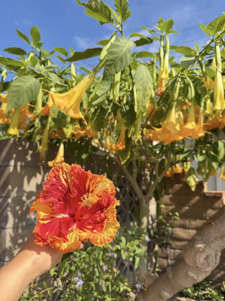 Vườn tuyệt đẹp trong biệt thự 30 tỷ của danh hài Thúy Nga: Ngập tràn sen đá, trái cây lúc lỉu trên đầu - 28