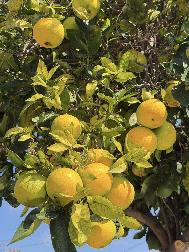 Vườn tuyệt đẹp trong biệt thự 30 tỷ của danh hài Thúy Nga: Ngập tràn sen đá, trái cây lúc lỉu trên đầu - 26