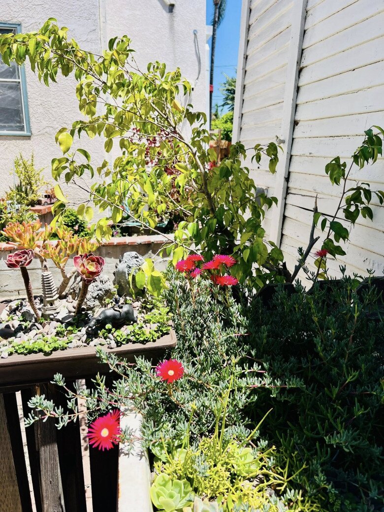 Vườn tuyệt đẹp trong biệt thự 30 tỷ của danh hài Thúy Nga: Ngập tràn sen đá, trái cây lúc lỉu trên đầu - 18