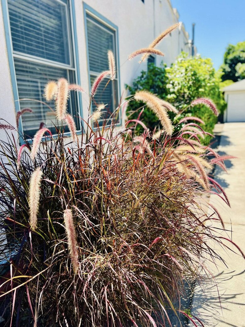 Vườn tuyệt đẹp trong biệt thự 30 tỷ của danh hài Thúy Nga: Ngập tràn sen đá, trái cây lúc lỉu trên đầu - 16