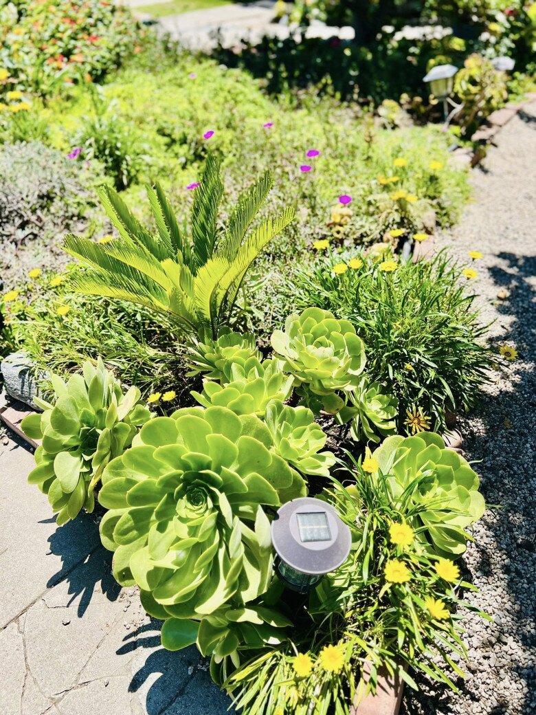 Vườn tuyệt đẹp trong biệt thự 30 tỷ của danh hài Thúy Nga: Ngập tràn sen đá, trái cây lúc lỉu trên đầu - 11