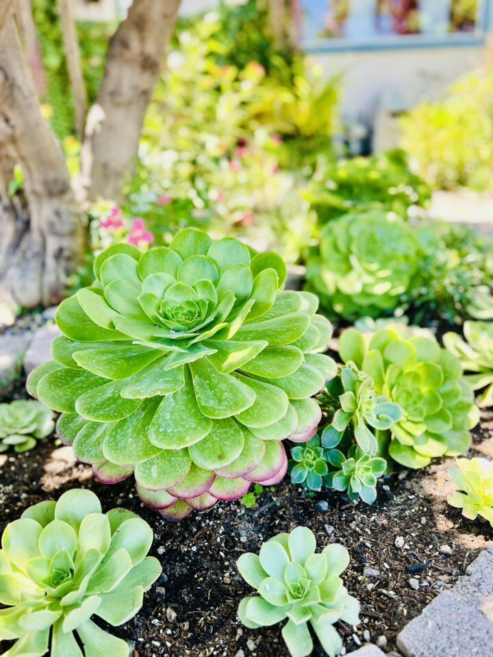 Vườn tuyệt đẹp trong biệt thự 30 tỷ của danh hài Thúy Nga: Ngập tràn sen đá, trái cây lúc lỉu trên đầu - 12