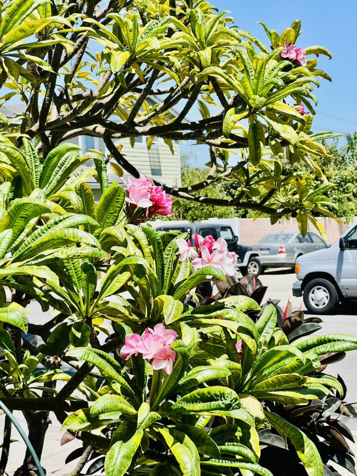 Vườn tuyệt đẹp trong biệt thự 30 tỷ của danh hài Thúy Nga: Ngập tràn sen đá, trái cây lúc lỉu trên đầu - 7