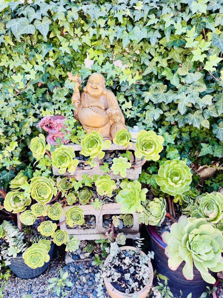 Vườn tuyệt đẹp trong biệt thự 30 tỷ của danh hài Thúy Nga: Ngập tràn sen đá, trái cây lúc lỉu trên đầu - 6