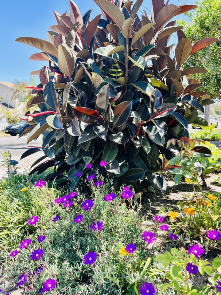 Vườn tuyệt đẹp trong biệt thự 30 tỷ của danh hài Thúy Nga: Ngập tràn sen đá, trái cây lúc lỉu trên đầu - 9