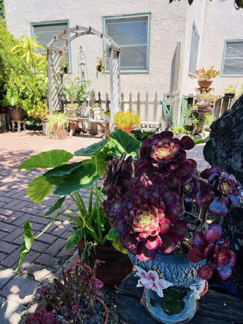 Vườn tuyệt đẹp trong biệt thự 30 tỷ của danh hài Thúy Nga: Ngập tràn sen đá, trái cây lúc lỉu trên đầu - 13