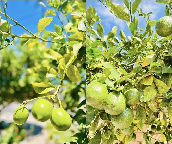 Vườn tuyệt đẹp trong biệt thự 30 tỷ của danh hài Thúy Nga: Ngập tràn sen đá, trái cây lúc lỉu trên đầu - 19