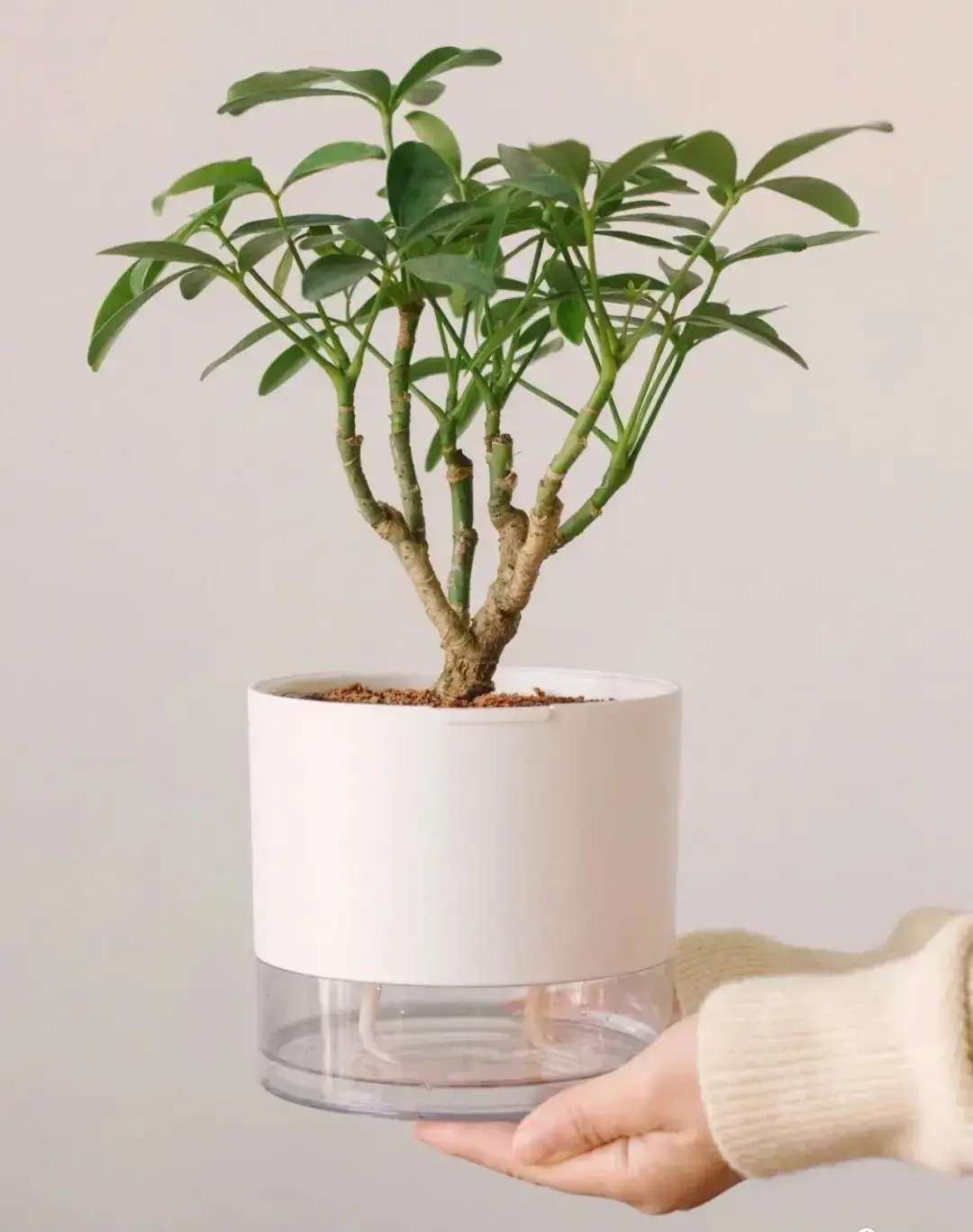 3 cây này dễ trồng hơn kim tiền gấp 100 lần, vừa đẹp vừa sang, trồng là hút tài lộc ào ào - 4