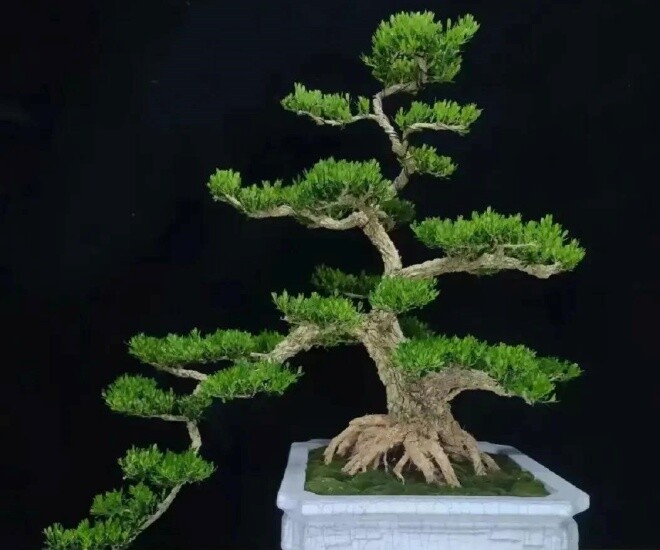 3 cây “trấn trạch” đẹp hơn trầu bà gấp 100 lần, trồng một cây con cháu đời đời hưởng phúc, gia đình bình an - 1