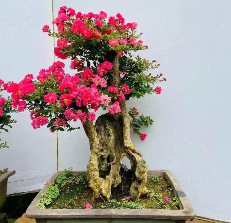 3 cây “trấn trạch” đẹp hơn trầu bà gấp 100 lần, trồng một cây con cháu đời đời hưởng phúc, gia đình bình an - 4