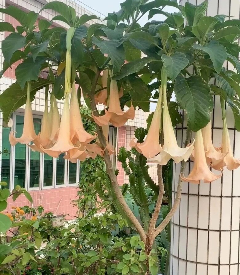 3 loại “hoa thất thoát tài lộc” không nên trồng trong nhà, càng chăm càng nghèo - 5