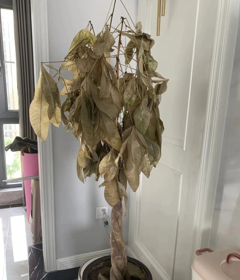 3 loại “hoa thất thoát tài lộc” không nên trồng trong nhà, càng chăm càng nghèo - 3