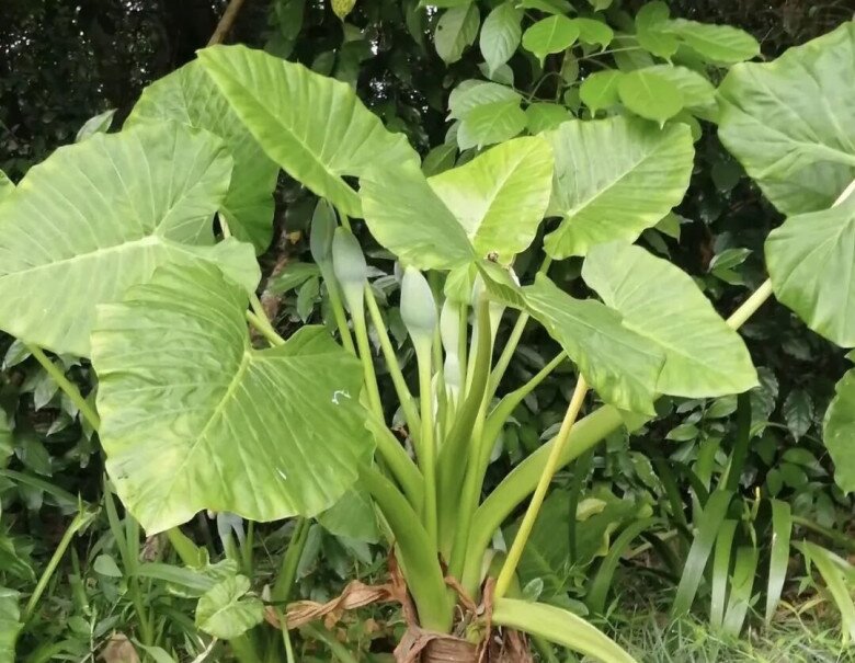 3 loại “hoa thất thoát tài lộc” không nên trồng trong nhà, càng chăm càng nghèo - 2