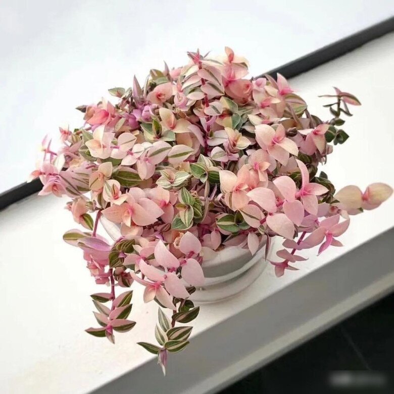 5 loại cây lá đẹp hơn hoa, trồng trong nhà là sang, gia chủ vượng lộc quanh năm - 4