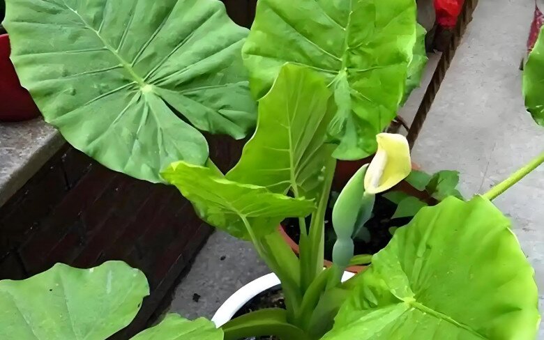 5 loại hoa tưởng là “bùa hộ mệnh”, ai ngờ trồng trong nhà lại hại thân, người xưa dặn cần cẩn thận - 3