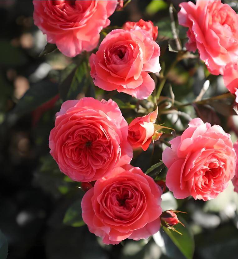 5 loại hoa tưởng là “bùa hộ mệnh”, ai ngờ trồng trong nhà lại hại thân, người xưa dặn cần cẩn thận - 4