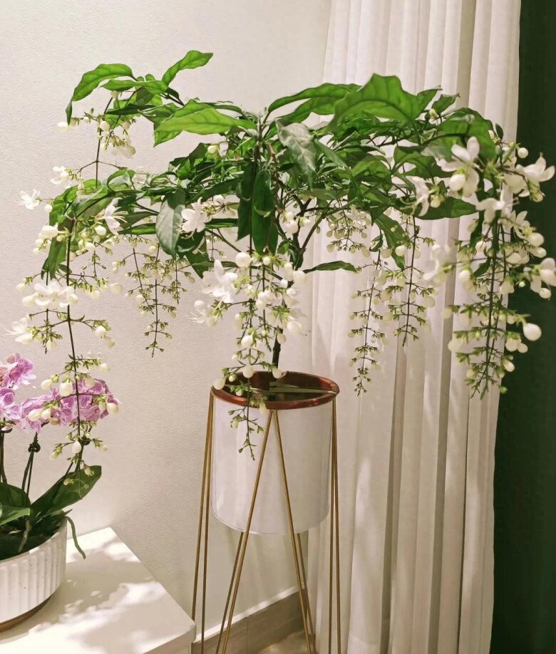 Cây dại vào chậu đẹp hơn hoa lan, thơm hơn nhài, trồng trong nhà giúp chiêu ngọc, rước may - 2