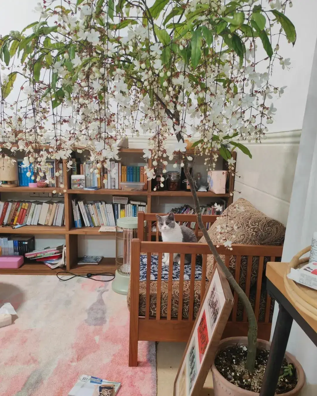 Cây dại vào chậu đẹp hơn hoa lan, thơm hơn nhài, trồng trong nhà giúp chiêu ngọc, rước may - 7