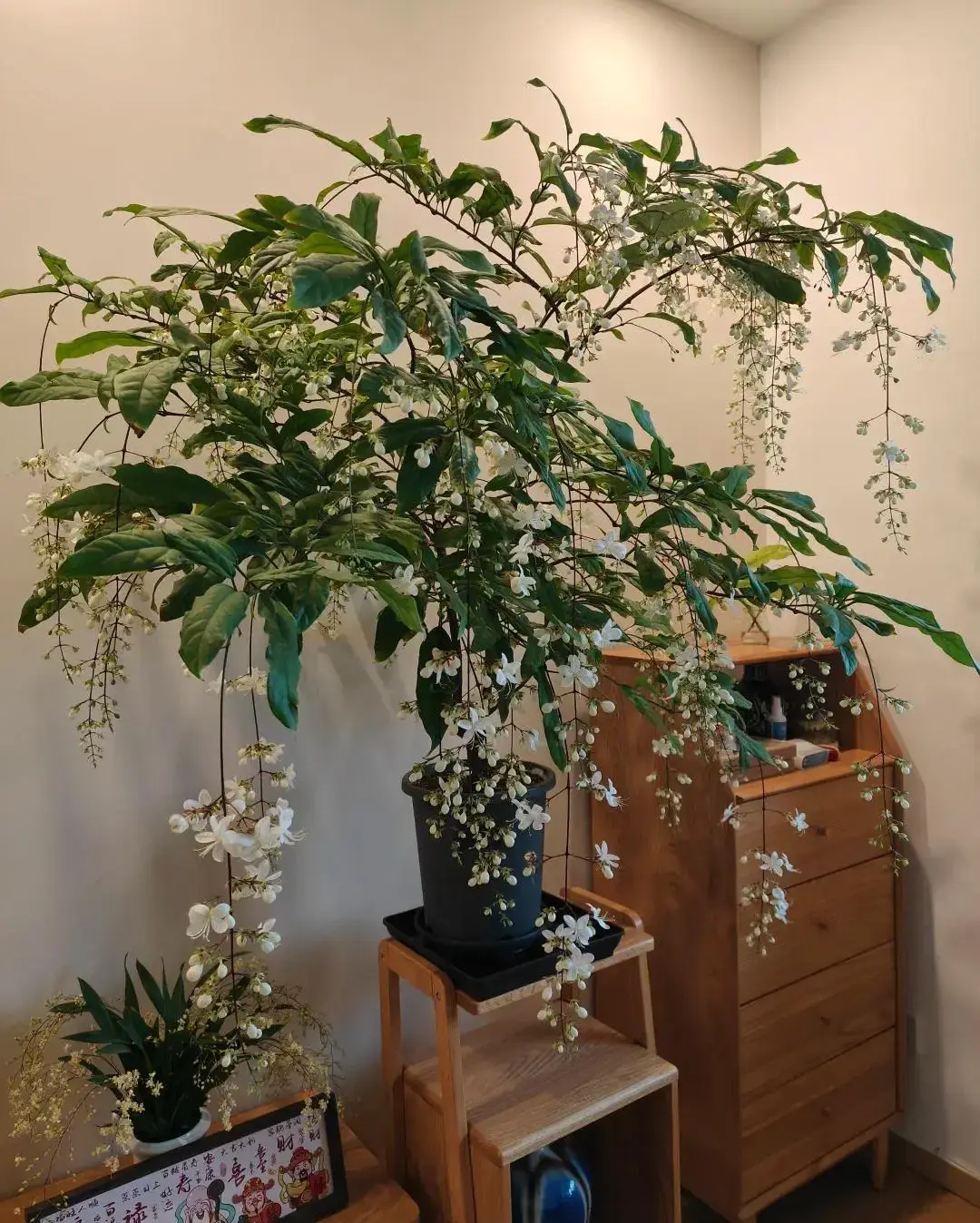 Cây dại vào chậu đẹp hơn hoa lan, thơm hơn nhài, trồng trong nhà giúp chiêu ngọc, rước may - 3