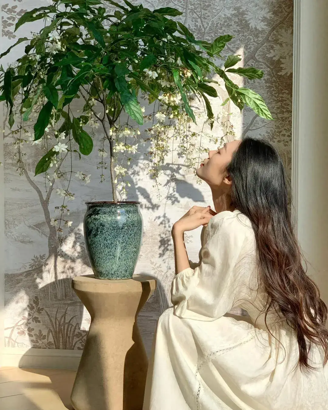 Cây dại vào chậu đẹp hơn hoa lan, thơm hơn nhài, trồng trong nhà giúp chiêu ngọc, rước may - 4