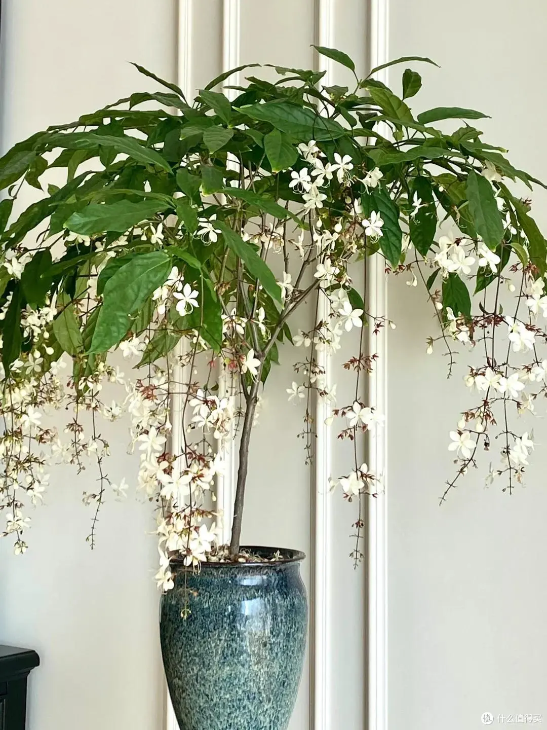 Cây dại vào chậu đẹp hơn hoa lan, thơm hơn nhài, trồng trong nhà giúp chiêu ngọc, rước may - 5