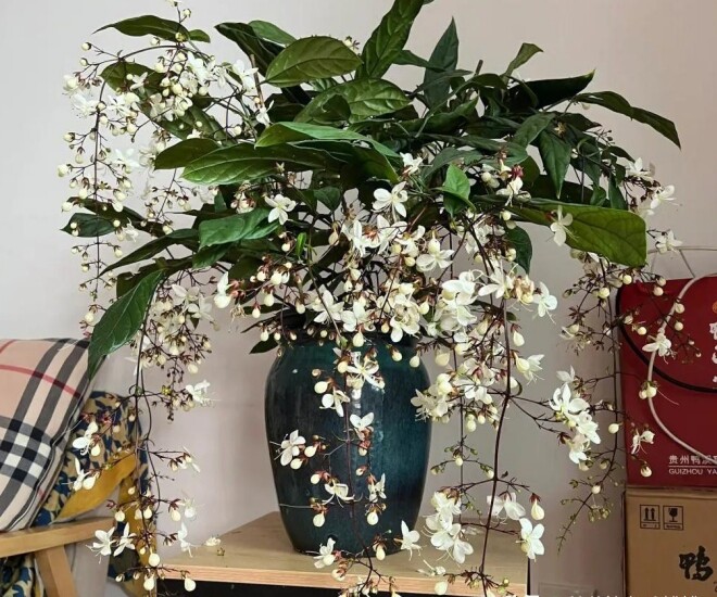 Cây dại vào chậu đẹp hơn hoa lan, thơm hơn nhài, trồng trong nhà giúp chiêu ngọc, rước may - 1