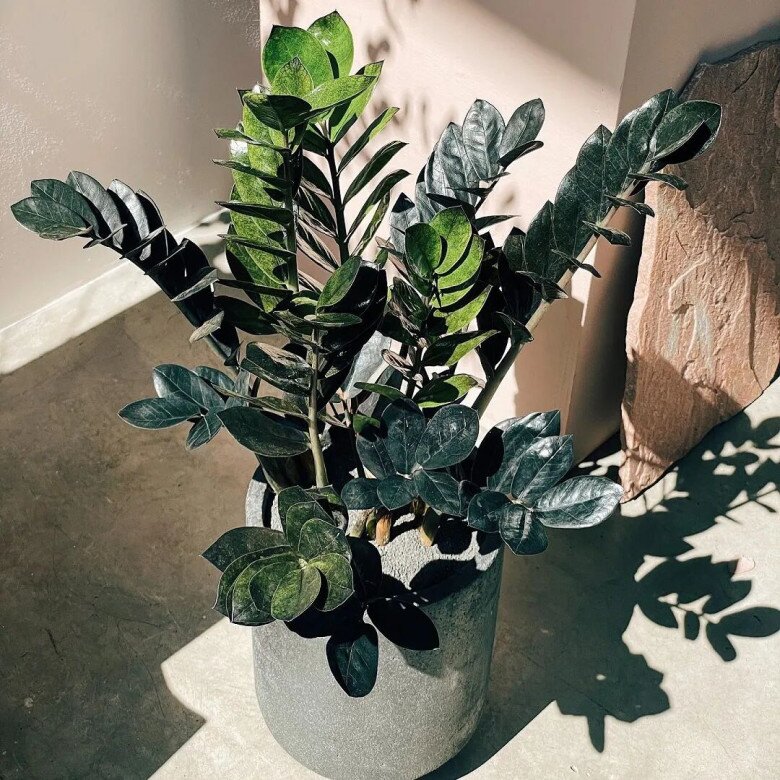 Cây kim tiền thích nhất &#34;món ăn vặt&#34; này, bón đúng cách chồi mới mọc lên tua tủa, một chậu biến thành nhiều chậu - 1