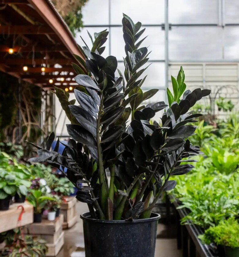 Cây kim tiền thích nhất &#34;món ăn vặt&#34; này, bón đúng cách chồi mới mọc lên tua tủa, một chậu biến thành nhiều chậu - 2