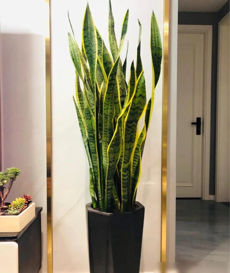 Cây lưỡi hổ vào mùa đông có 4 “nỗi sợ”, tránh được chậu nào cũng xanh mướt, lá dày khỏe, hoa nở gọi lộc - 1