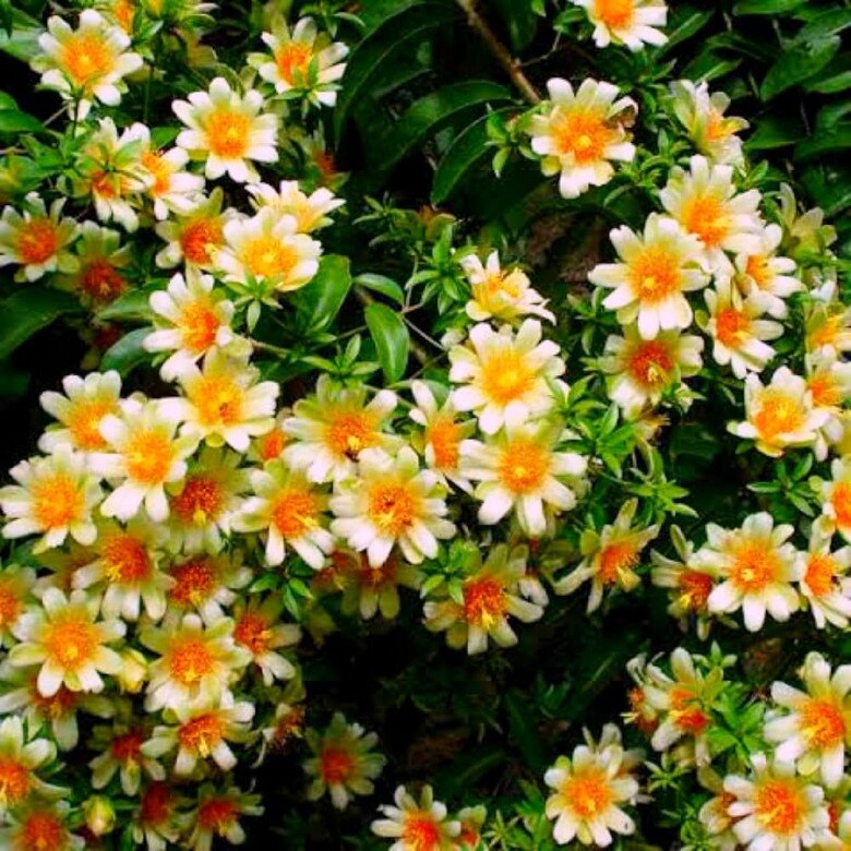 Cây mọc dại cho không ai lấy nay lên đời thành đặc sản, hoa lộng lẫy, quả ngon, trồng trong nhà giúp giữ nhà, chiêu lộc - 4