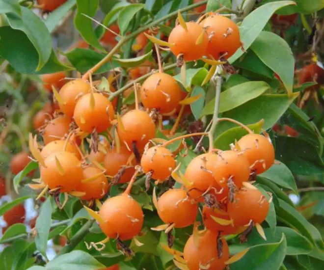 Cây mọc dại cho không ai lấy nay lên đời thành đặc sản, hoa lộng lẫy, quả ngon, trồng trong nhà giúp giữ nhà, chiêu lộc - 1